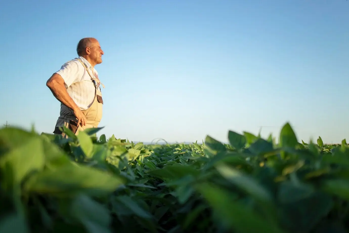 A senior, hardworking agronomist farmer in a soybean field, looking into the distance.